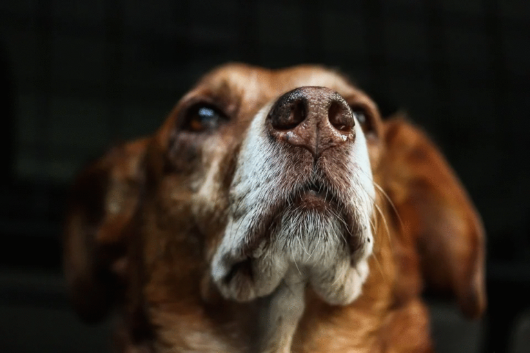 負け犬の10の特徴 ピゴシャチ